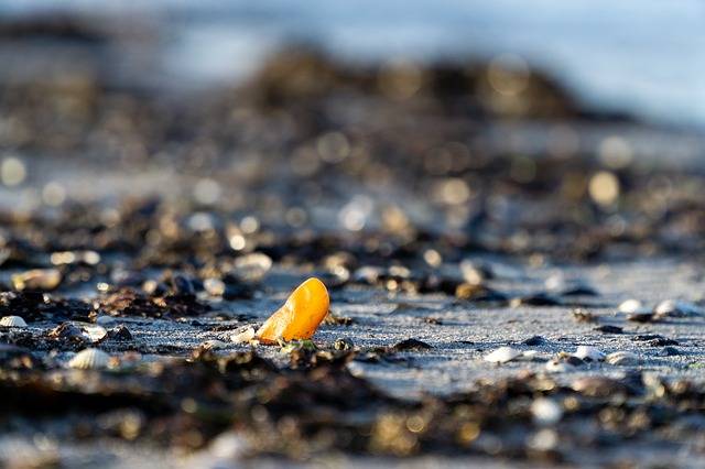 Bernsteinfarbene Fundstücke am Ostseestrand